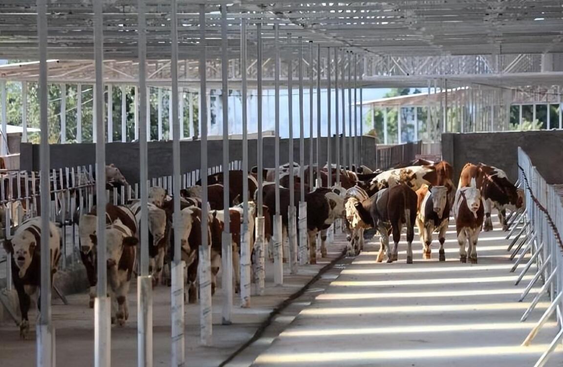 上海正誠承包越秀輝山11家牧場精料堆存系統(tǒng)升級項(xiàng)目